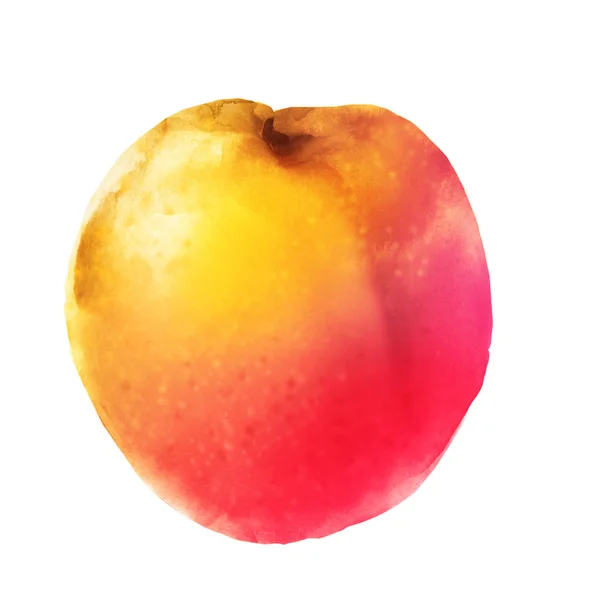 Watercolor apricot on white — Stock Photo, Image