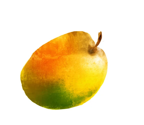 Akvarell aprikos på vitt — Stockfoto