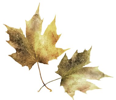 Beyaz üzerine suluboya yapraklar