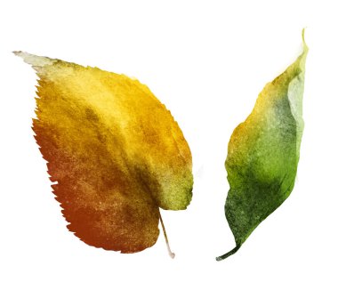 Beyaz üzerine suluboya yapraklar