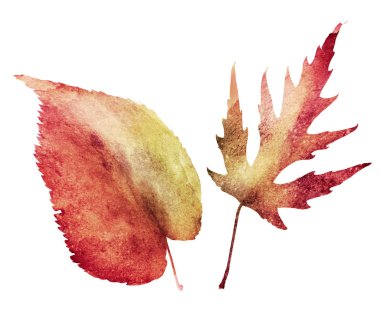 Beyaz üzerine suluboya yapraklar