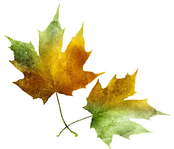 Watercolor leafs on white — Stock Photo, Image