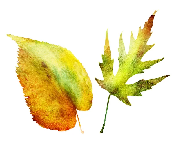 Watercolor leafs on white — Stock Photo, Image