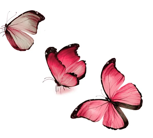 Χρώμα Πεταλούδες Απομονώνονται Λευκό Φόντο — Φωτογραφία Αρχείου