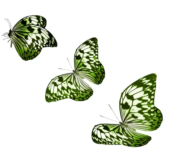 Barva Motýlů Izolovaných Bílém Pozadí — Stock fotografie