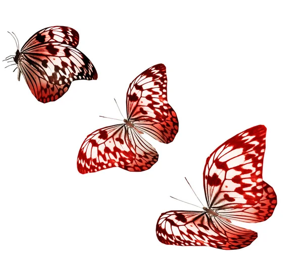 Color Butterflies Isolated White Background — Stock Photo, Image