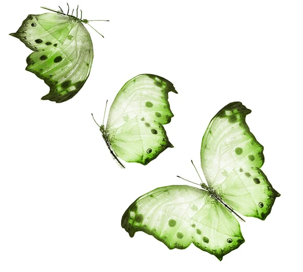 Farbe Schmetterlinge Isoliert Auf Weißem Hintergrund — Stockfoto