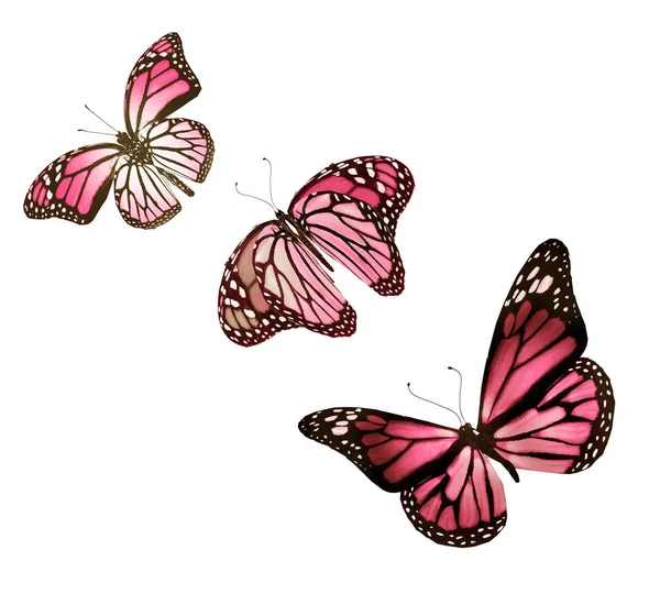 Color Butterflies Isolated White Background — Stock Photo, Image