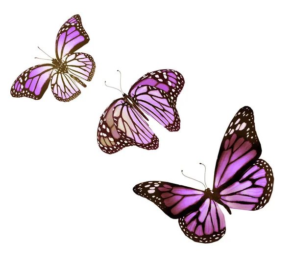 Farfalle Colore Isolato Sfondo Bianco — Foto Stock