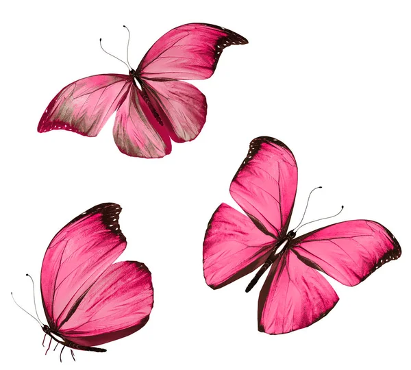 Color Butterflies Isolated White Background — Stock Photo, Image