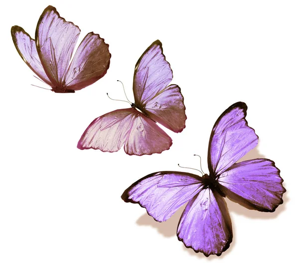 Color Butterflies Isolated White Background — Stock Photo, Image