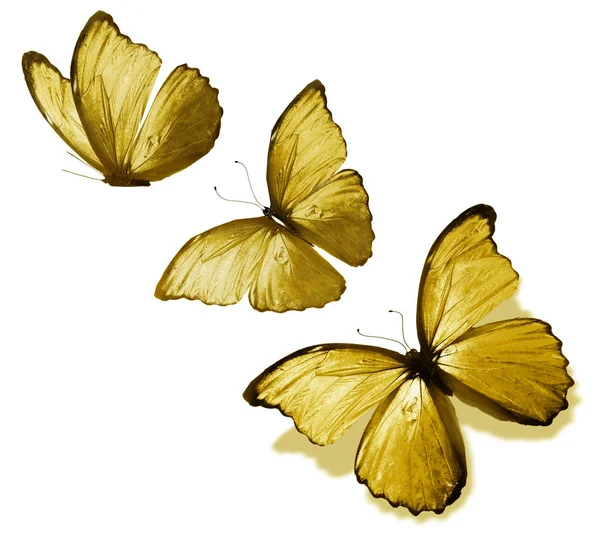 Papillons Couleur Isolés Sur Fond Blanc — Photo