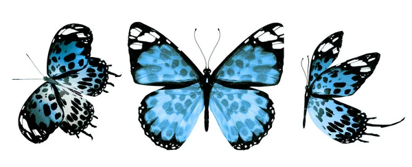 Цвет Бабочки Изолированы Белом Фоне — стоковое фото