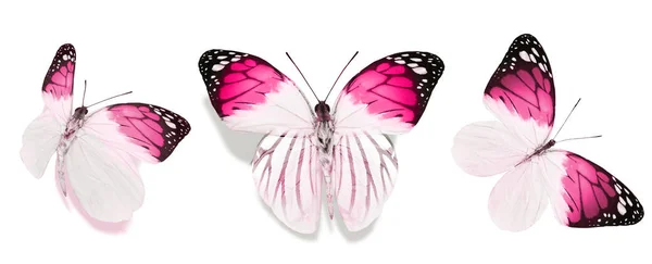 在白色背景上隔离的彩蝶 — 图库照片