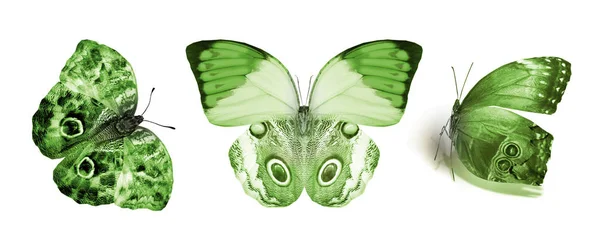 Color Butterflies Isolated White Background — Stock Photo, Image