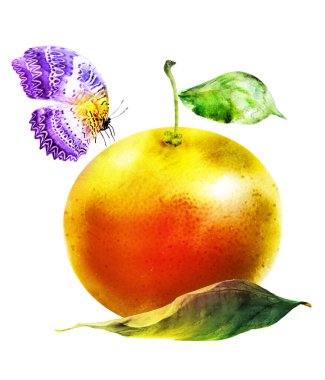 Kelebekli suluboya narenciye