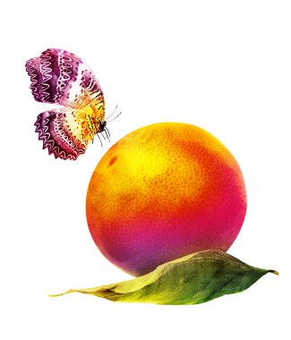 Kelebekli suluboya narenciye