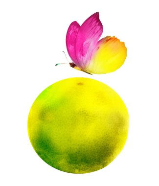 Kelebekli suluboya narenciye