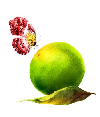 Kelebekli suluboya narenciye