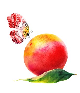 Kelebekli suluboya narenciye