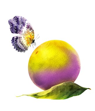 Kelebekli suluboya narenciye