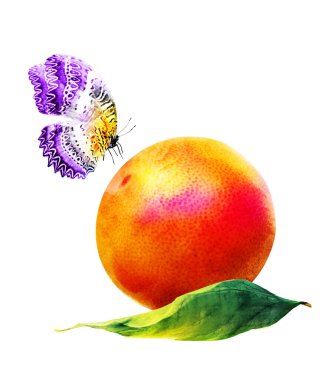 Kelebekli suluboya narenciye