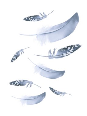 Beyaz arkaplanda izole edilmiş güzel renk tüyleri