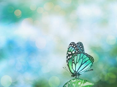 Sevgililer günü arka plan ile kelebek