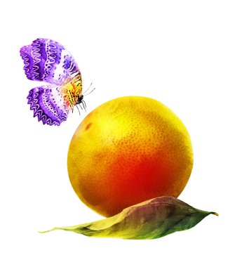 Kelebekli suluboya narenciye