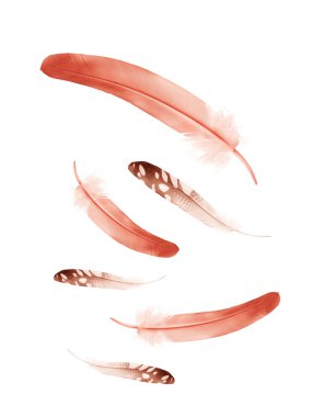 Beyaz arkaplanda izole edilmiş güzel renk tüyleri