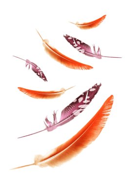 Beyaz arkaplanda izole edilmiş güzel renk tüyleri