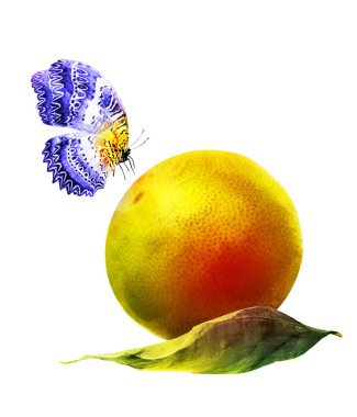 Kelebekli suluboya narenciye