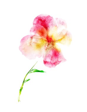 Beyaz arka planda izole çiçek