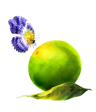 Kelebekli suluboya narenciye