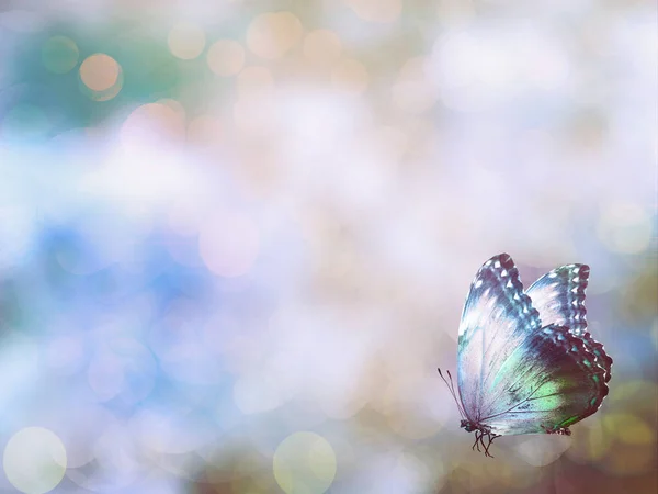 Dia dos namorados fundo com borboleta — Fotografia de Stock