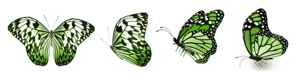 Kolor Motyle Izolowane Białym Tle — Zdjęcie stockowe