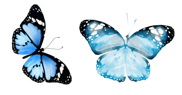 Två Naturliga Och Akvarell Fjärilar Isolerade Vit Bakgrund — Stockfoto