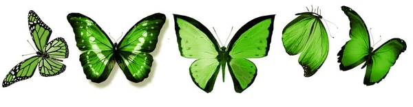Beyaz Arkaplanda Izole Edilmiş Renk Kelebekleri — Stok fotoğraf