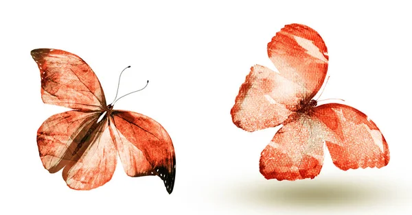 Two Watercolor Butterflies Isolated White Background — Stock Photo, Image