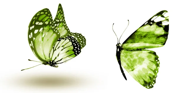 Dwa Motyle Akwarela Izolowane Białym Tle — Zdjęcie stockowe
