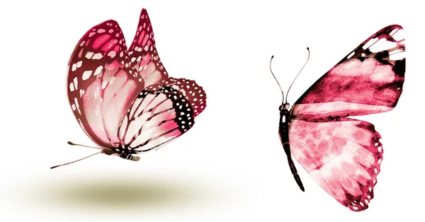 Dos Mariposas Acuarela Aisladas Sobre Fondo Blanco — Foto de Stock