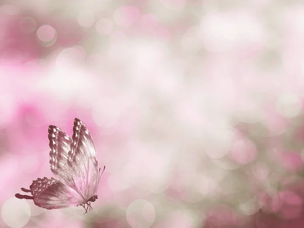 Розмитий Фон Літаючим Метеликом Боке — стокове фото