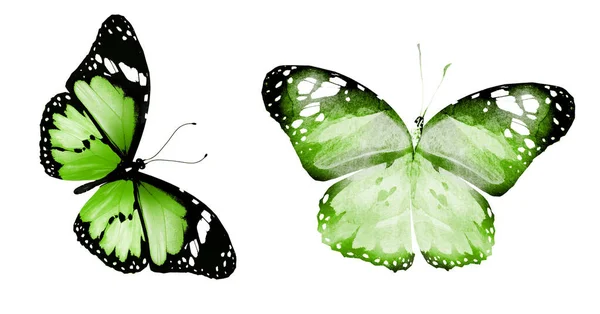 Két Természetes Akvarell Pillangók Elszigetelt Fehér Alapon — Stock Fotó