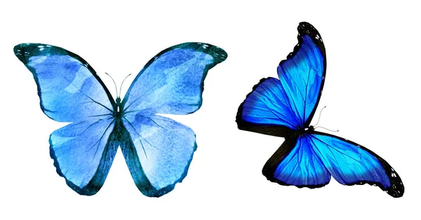 Two Natural Watercolor Butterflies Isolated White Background — Stock Photo, Image