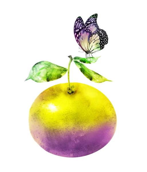 Akvarell Citrusfélék Pillangóval — Stock Fotó