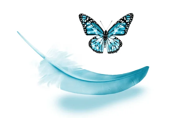 Όμορφο Χρώμα Φτερό Και Πεταλούδα Που Απομονώνονται Λευκό Φόντο — Φωτογραφία Αρχείου