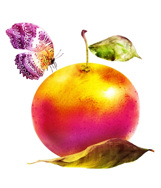Akvarell Citrusfélék Pillangóval — Stock Fotó