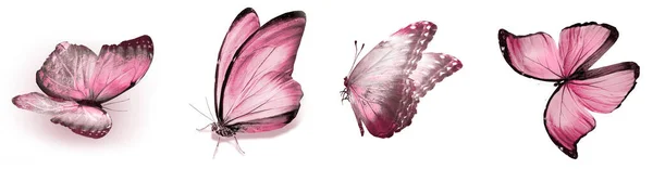 在白色背景上隔离的彩蝶 — 图库照片