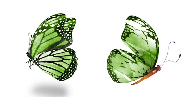 Twee Natuurlijke Aquarel Vlinders Geïsoleerd Witte Achtergrond — Stockfoto