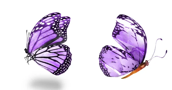 Due Farfalle Naturali Acquerello Isolate Sfondo Bianco — Foto Stock